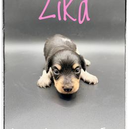 Zika - Piebald female Dachshund puppy in Cincinnati, Ohio from Caines Dachshund Farm