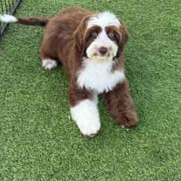 Winnie - Chocolate female Australian Labradoodle puppy in Anderson, California from Shaggy Doodles