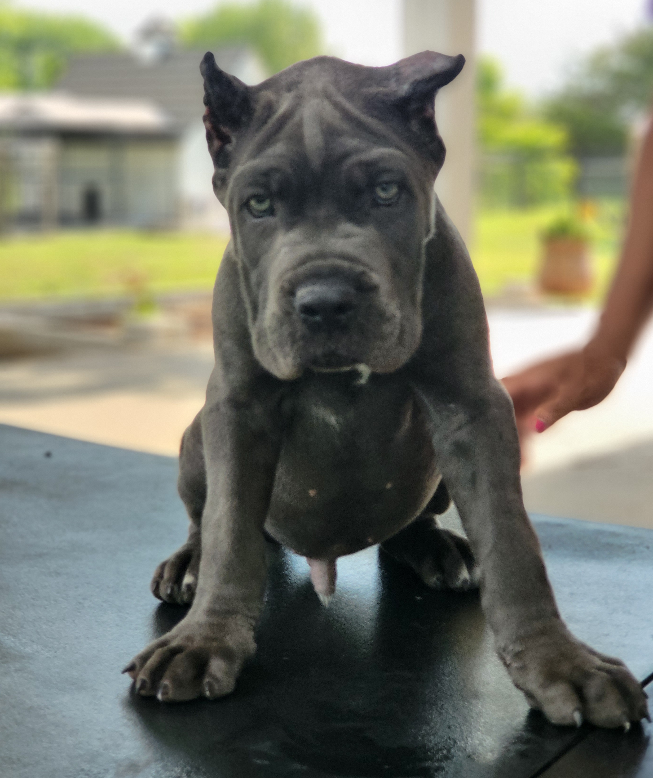 Cane Corso Puppies from Jolaw Kennel