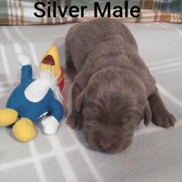 Echo - Silver male Dilute Retriever puppy in Madras, Oregon from GT Labradors