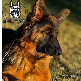 ZULEMA VON GEESA - German Shepherd