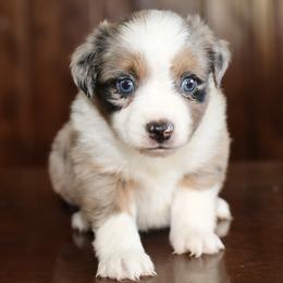 Miniature Australian Shepherd puppies from North Lake Aussies