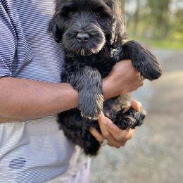 Mr Sunstone - Black and white Portuguese Water Dog puppy in Grants Pass, Oregon from Rogue River Portuguese Water Dogs