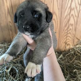Boy 3 - Fawn male Anatolian Shepherd Dog puppy in Cleveland, Minnesota from Schmahl Family Farms