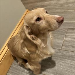 Zeke - Dachshund