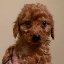 Male, Kelly Green Collar - Red  male Goldendoodle puppy in Wichita, Kansas from Goldendoodles of Oz
