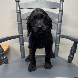 Skipper - Black male Springerdoodle puppy in Lisbon, Ohio from Willow Lane Doodles