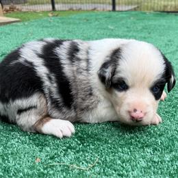 Luke - Blue merle male Australian Shepherd puppy in Mount Vernon, Texas from RJ's Aussie Posse