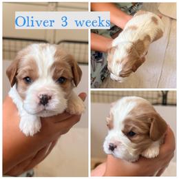 Oliver - Blenheim male Cavalier King Charles Spaniel puppy in Atwater, California from Countryside Royalty Cavaliers