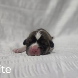 Girl 3 - female Pembroke Welsh Corgi puppy in Terrell, Texas from Brynwood Pembroke Welsh Corgis