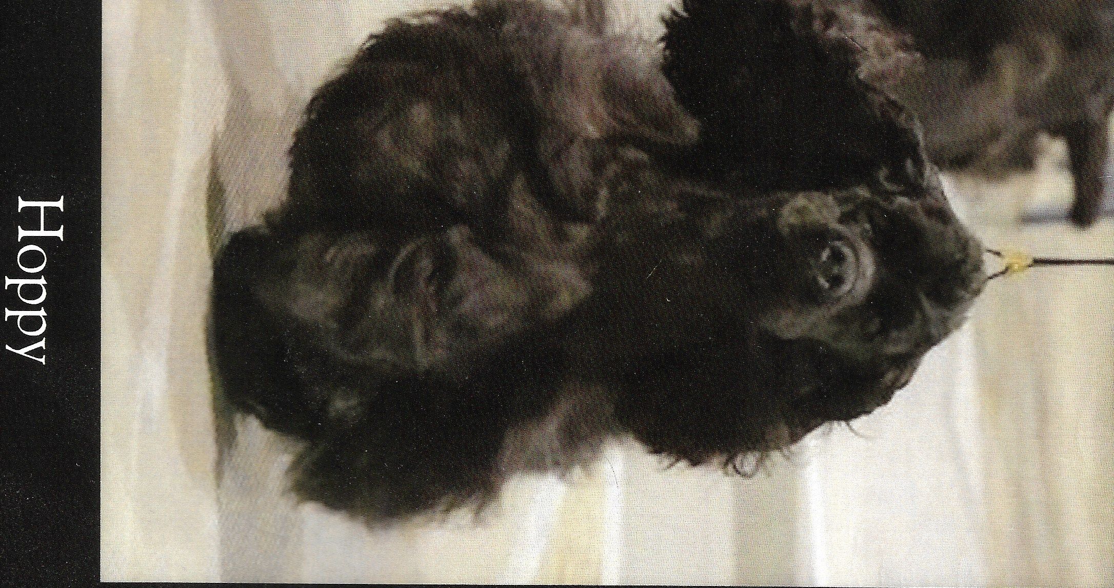 ToyBox Cockers in Florida Cocker Spaniel puppies Good Dog