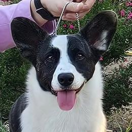 Iris - Cardigan Welsh Corgi