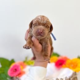 Flower - Caramel male Australian Labradoodle puppy in Palmdale, California from Pixie Doodle Paws