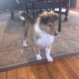 Donner - Sable and white male Collie puppy in Morocco, Indiana from Collegiate Bassets and Rheign Collies