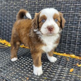 Linus - male Australian Mountain Doodle puppy in Hooper, Utah from Saltwater Doodles
