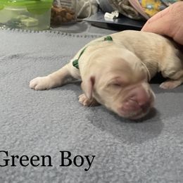 Boy 5 - Golden Golden Retriever puppy in Argyle, Texas from Randalls Golden Retrievers