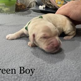Boy 5 - Golden Golden Retriever puppy in Argyle, Texas from Randalls Golden Retrievers