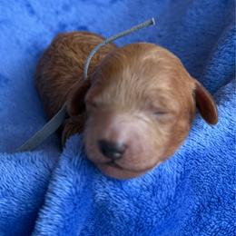Gray Collar - Red  male Poodle puppy in Huntsville, Alabama from Flint River Poodles