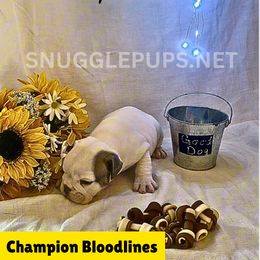Lil' Danny Boy - White male Bulldog puppy in Tremonton, Utah from Snuggle Pups