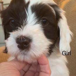 Birdie - Parti female Goldendoodle puppy in El Dorado, Ks, Kansas from TeeterDoodles
