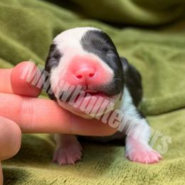 Valentina - Black brindle and white female Bull Terrier puppy in Colville, Washington from Mark My Words Bull Terriers