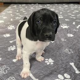 Cowboy - Black and white male German Shorthaired Pointer puppy in Hot Springs, Virginia from Thunder Mountain Gun Dogs