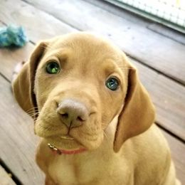 Vizslas from Triple G Vizsla's