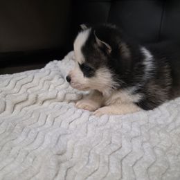Boy 1 - Black and white male Pomsky puppy in Cedar City, Utah from Pomsky Play-ce