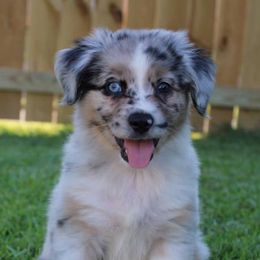 Miniature Australian Shepherds from 3J Farms Mini Aussies