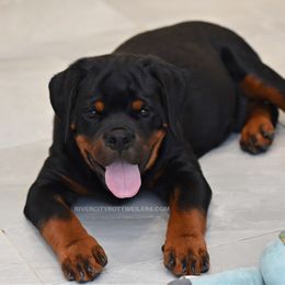 Gorgeous Male - Black and mahogany male Rottweiler puppy in Bulverde, Texas from River City Rottweilers