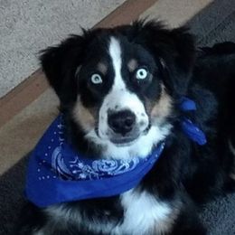 Maverick  - Australian Shepherd