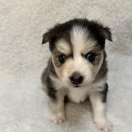 Pomsky All Grown Up from Full Moon Pomskies