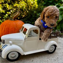 Cheer Bear - Apricot female Goldendoodle puppy in Camden, North Carolina from Oopsie Doodles of NC