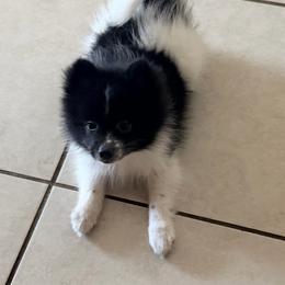 Milo Dice - Black parti male Pomeranian puppy in Wimauma, Florida from Bella's Babies