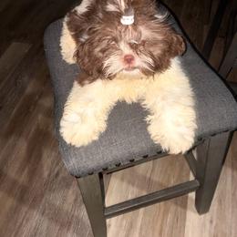 Lily - Liver and white female Shih Tzu puppy in Azusa, California from RJ Shih Tzu lover