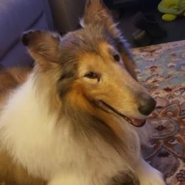 Levi - Old Time Scotch Collie