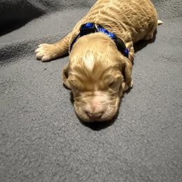 Blue - Apricot male Goldendoodle puppy in Wittenberg, Wisconsin from Cedar River Kennel