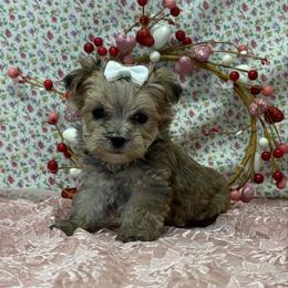 Olivia SMALL - Gold female Morkie puppy in Monticello, Iowa from Ashley’s Puppies