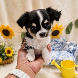 Blossom - Black and white female Chihuahua puppy in Bowdon, Georgia from Paschal's Pups