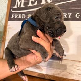 Kallick - Blue male Great Dane puppy in Carencro, Louisiana from Halsey Danes
