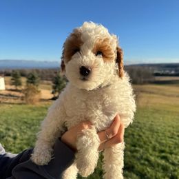 Mr Green - Parti male Goldendoodle puppy in Lowville, New York from Valley View Doodles