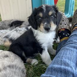 Aussiedoodles, Miniature Australian Shepherds, and Pembroke Welsh Corgis from The Hoppers Back 40