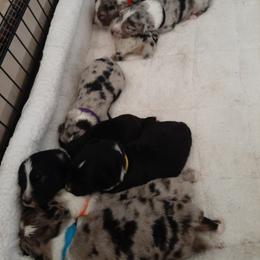 Australian Shepherd Puppies from AJD Aussies