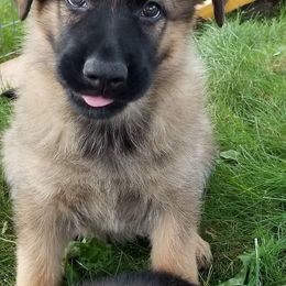 German Shepherd Puppies from Spruce Valley German Shepherds