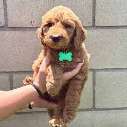 Light green Woodstock - Apricot male Goldendoodle puppy in Fontana, California from Grammy's Puppy Love doodles and poodles