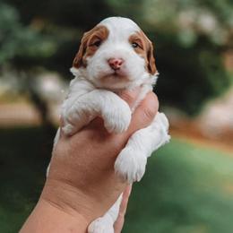 Olsen - Parti male Goldendoodle puppy in Austin, Texas from Cedarcrest Goldendoodles