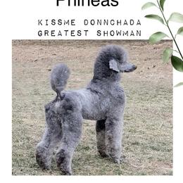 Phin - Poodle