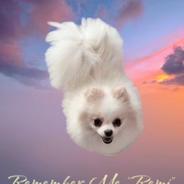 Remi - Pomeranian