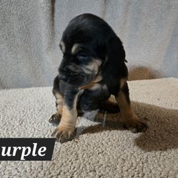 Purple Collar - Black and tan female Bloodhound puppy in Gillette, Wyoming from Whispering Winds Homestead 307