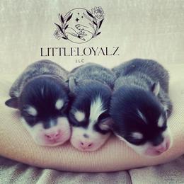 Pomsky Puppies from LittleLoyalzLLC